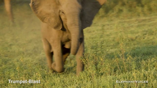 Trumpet-Blast. Context: Attacking & Mobbing (3)