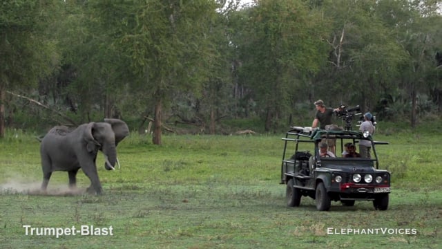 Trumpet-Blast. Context: Attacking & Mobbing (4)