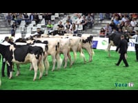 Vacas de primeira lactación