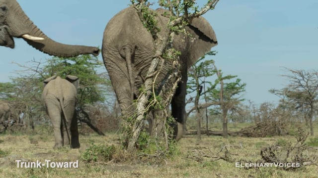 Trunk-Toward. Context: Attentive (2)