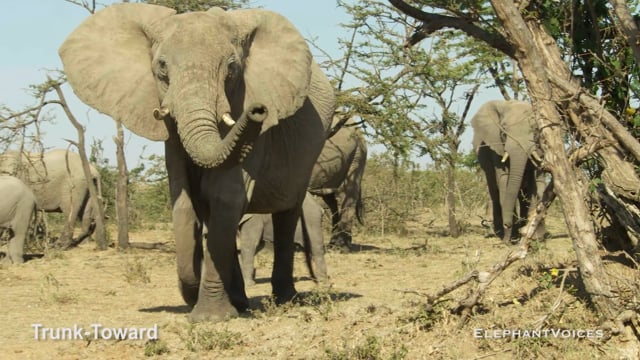 Trunk-Toward. Context: Attentive (3)