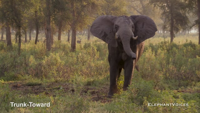 Trunk-Toward. Context: Conflict & Confrontation (1)
