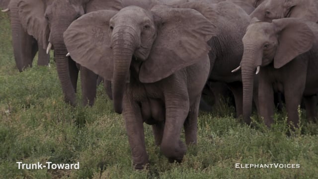 Trunk-Toward. Context: Conflict & Confrontation (2)