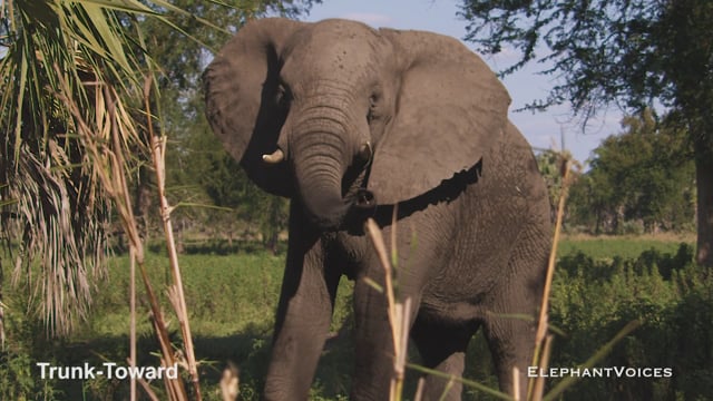 Trunk-Toward. Context: Vigilance (1)