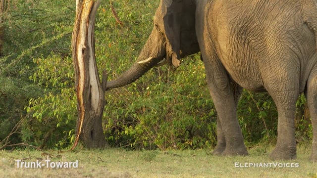 Trunk-Toward. Context: Vigilance (3)