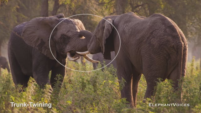 Trunk-Twining. Context: Social Play (2)