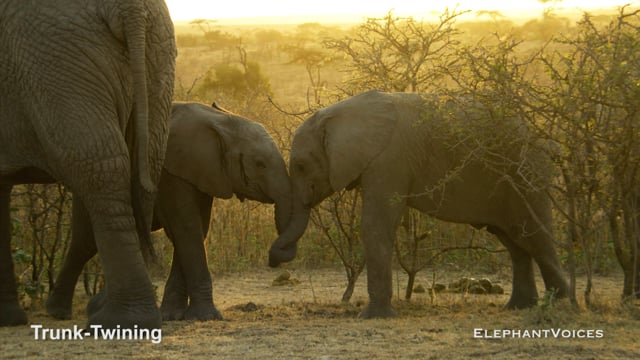 Trunk-Twining. Context: Social Play (5)