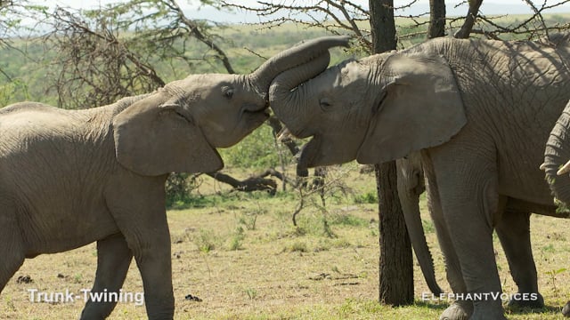Trunk-Twining. Context: Social Play (4)