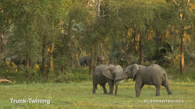 Trunk-Twining. Context: Social Play (3)