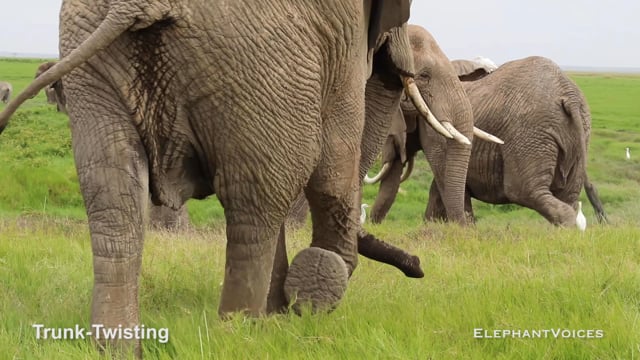 Trunk-Twisting. Context: Ambivalent (3)