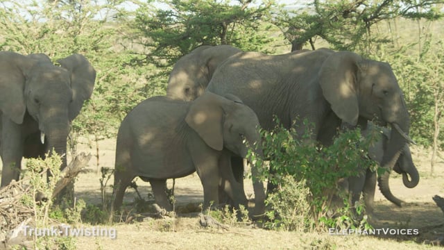 Trunk-Twisting. Context: Ambivalent (2)