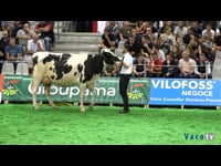 Vacas de segunda lactación (III)