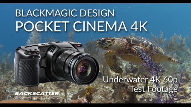 Blackmagic Design Pocket Cinema Camera 4K (BMPCC4K) | 4K 60p Underwater Test Footage