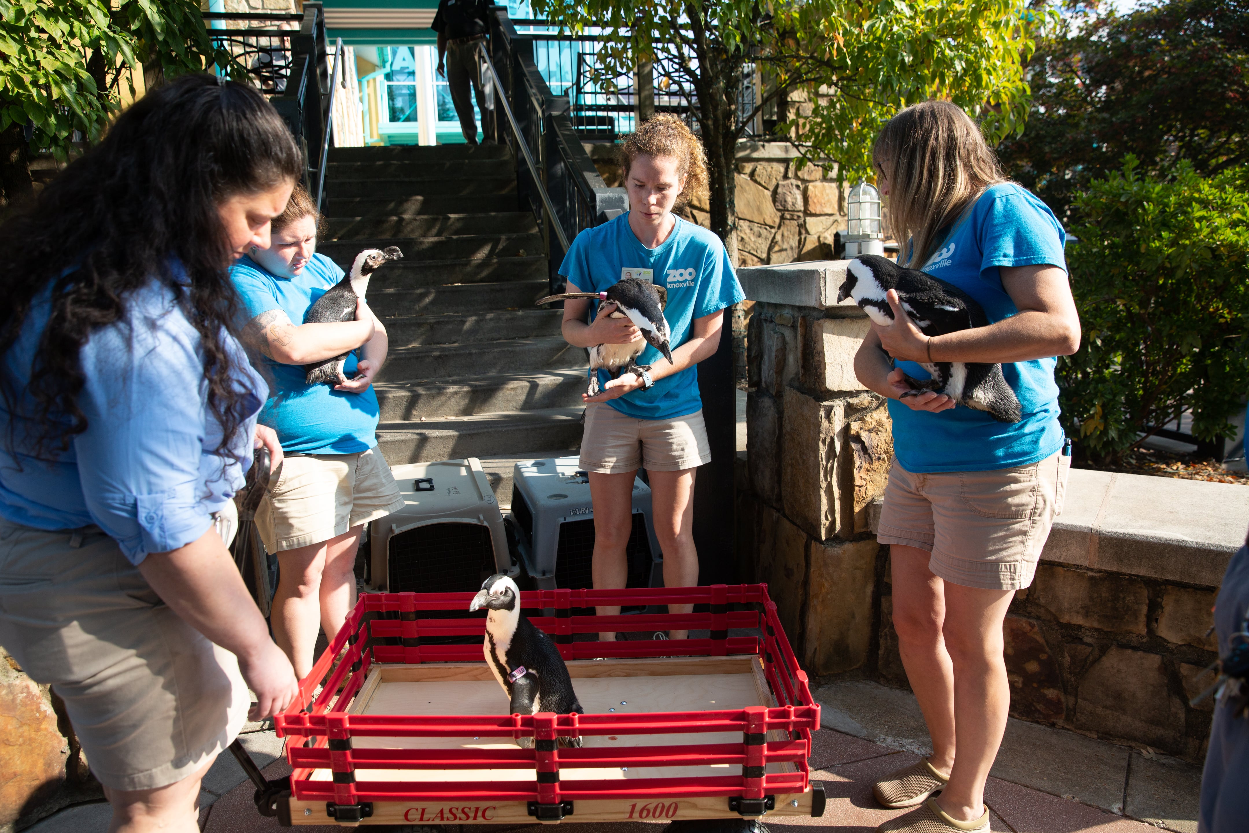 Zoo Knoxville African penguins move to Ripley's on Vimeo