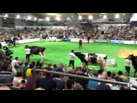 Vacas de quinta lactación