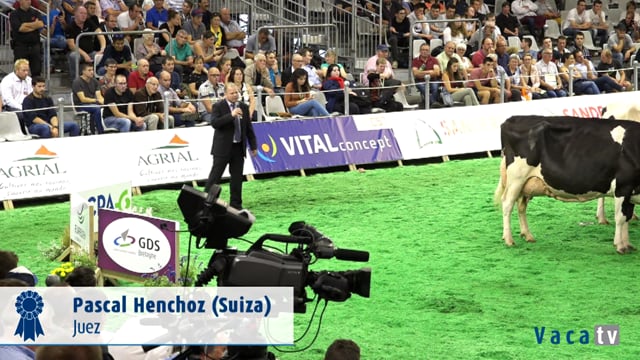 Vaca gran campeona