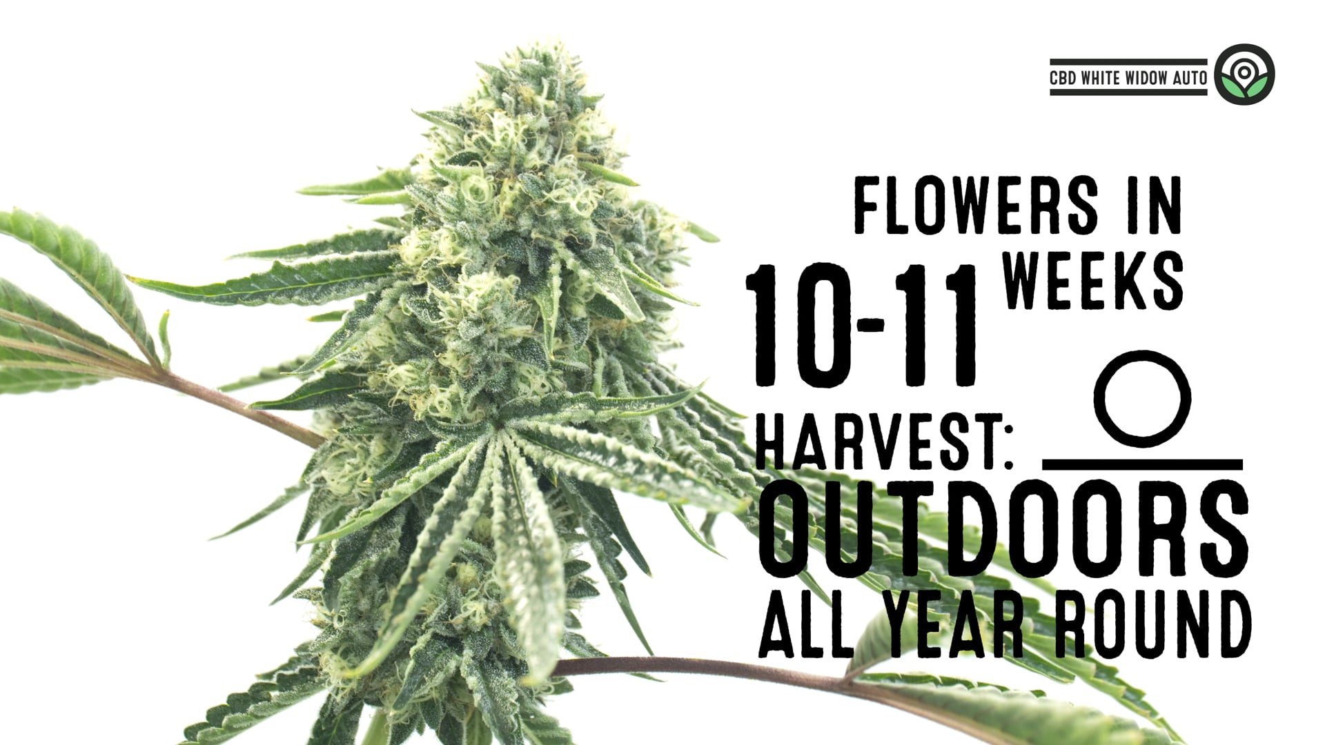 CBD White Widow Autoflower Cannabis Seeds