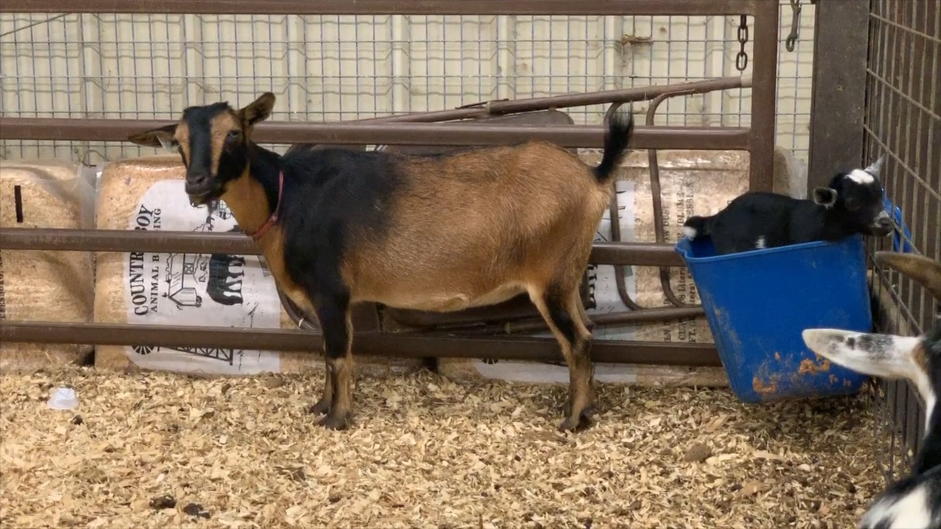 Four States Fair 2019