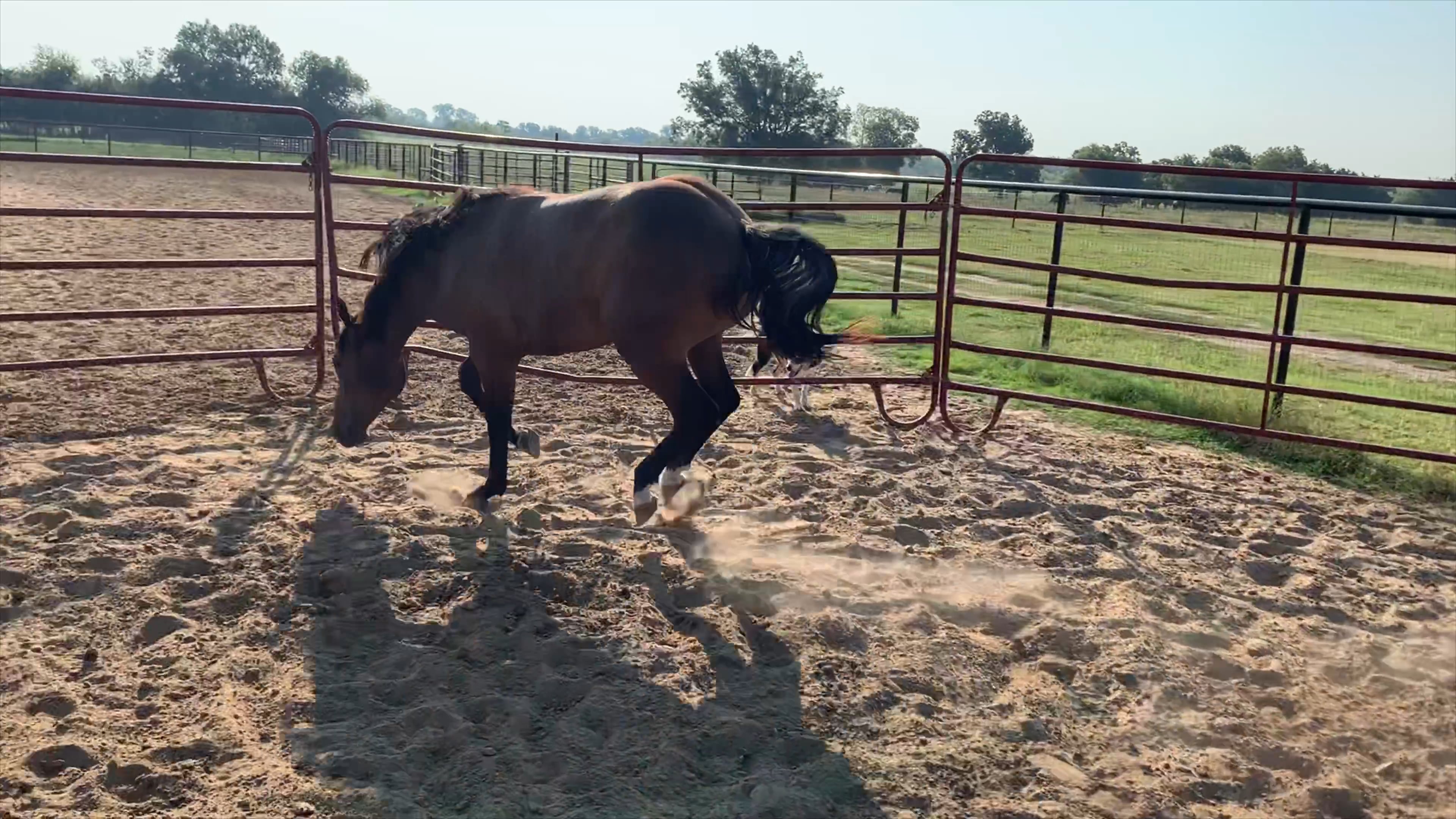 HermanKist Livestock sale 880 on Vimeo