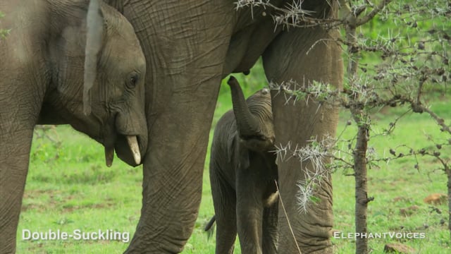 Double-Suckling. Context: Calf Nourishment & Weaning (3)
