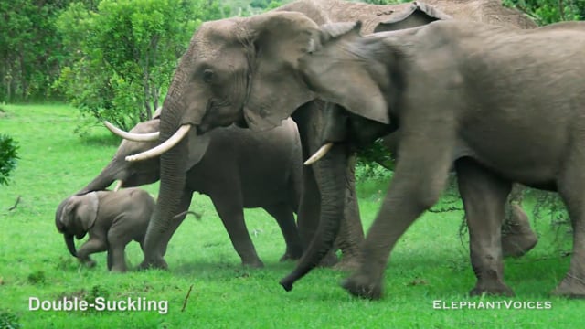 Double-Suckling. Context: Calf Nourishment & Weaning (4)