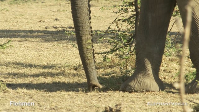Flehmen. Context: Advertisement & Attraction (3)