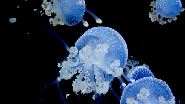Jellyfish, Sea, Dangerous, Underwater