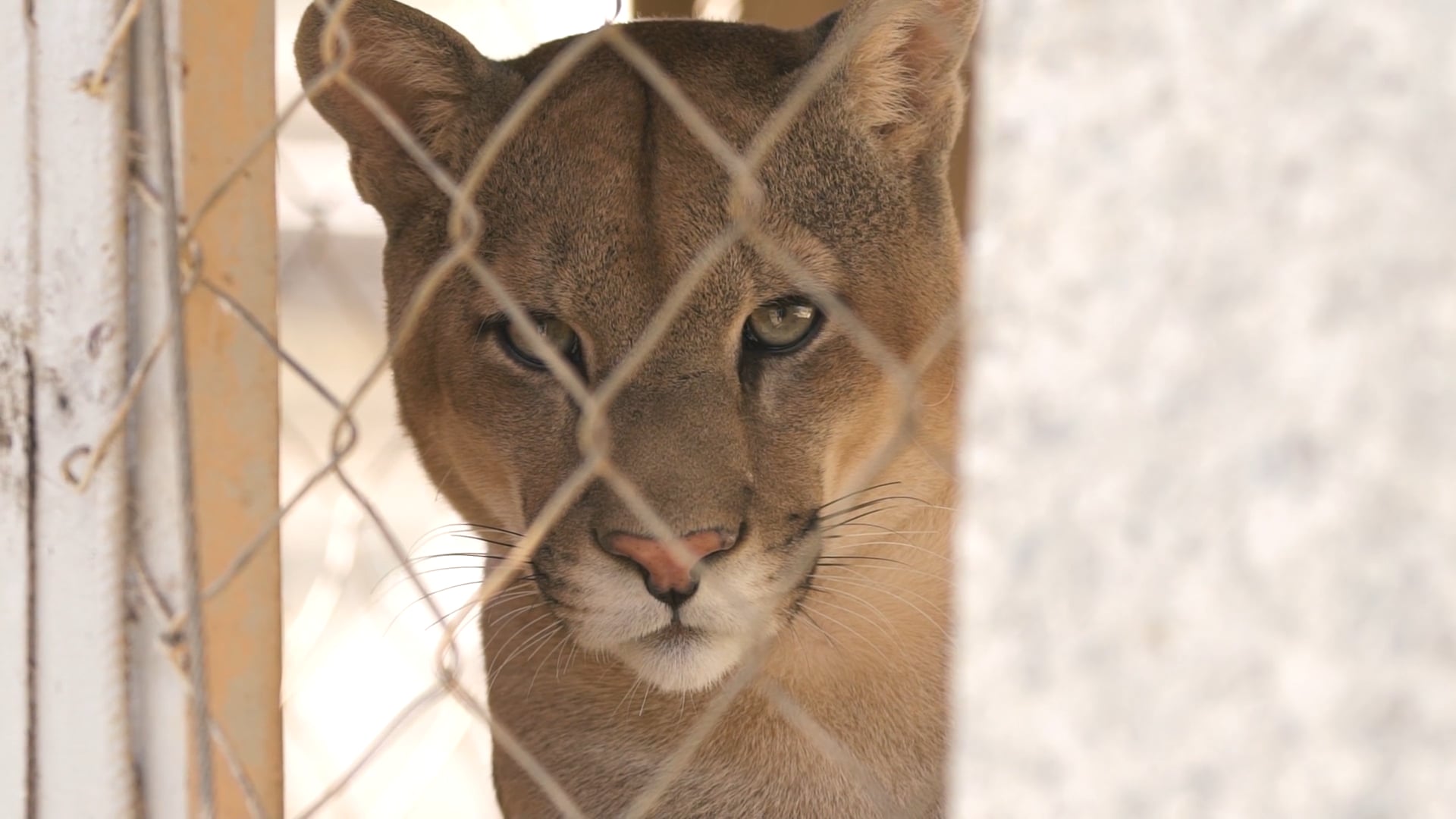Ampara Animal