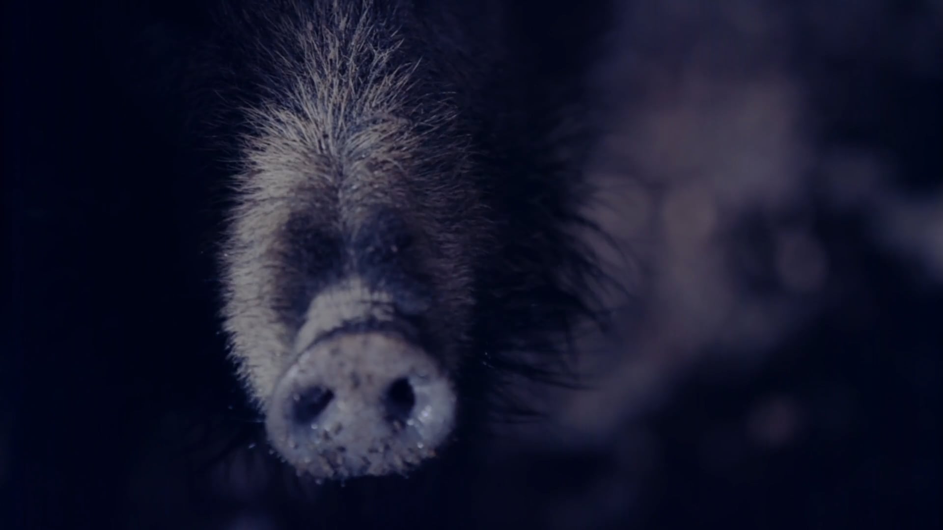 TerraX Trailer Wildschweine