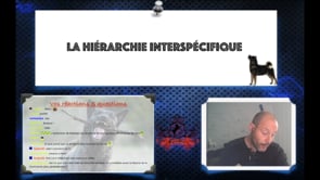 Webinaire : La hiérarchie interspécifique