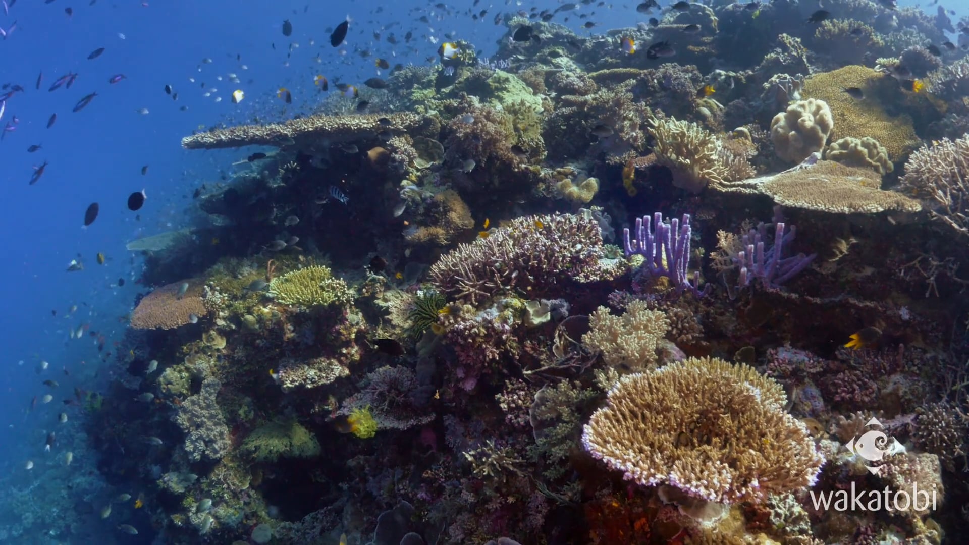 The Great Wakatobi Reef Experience