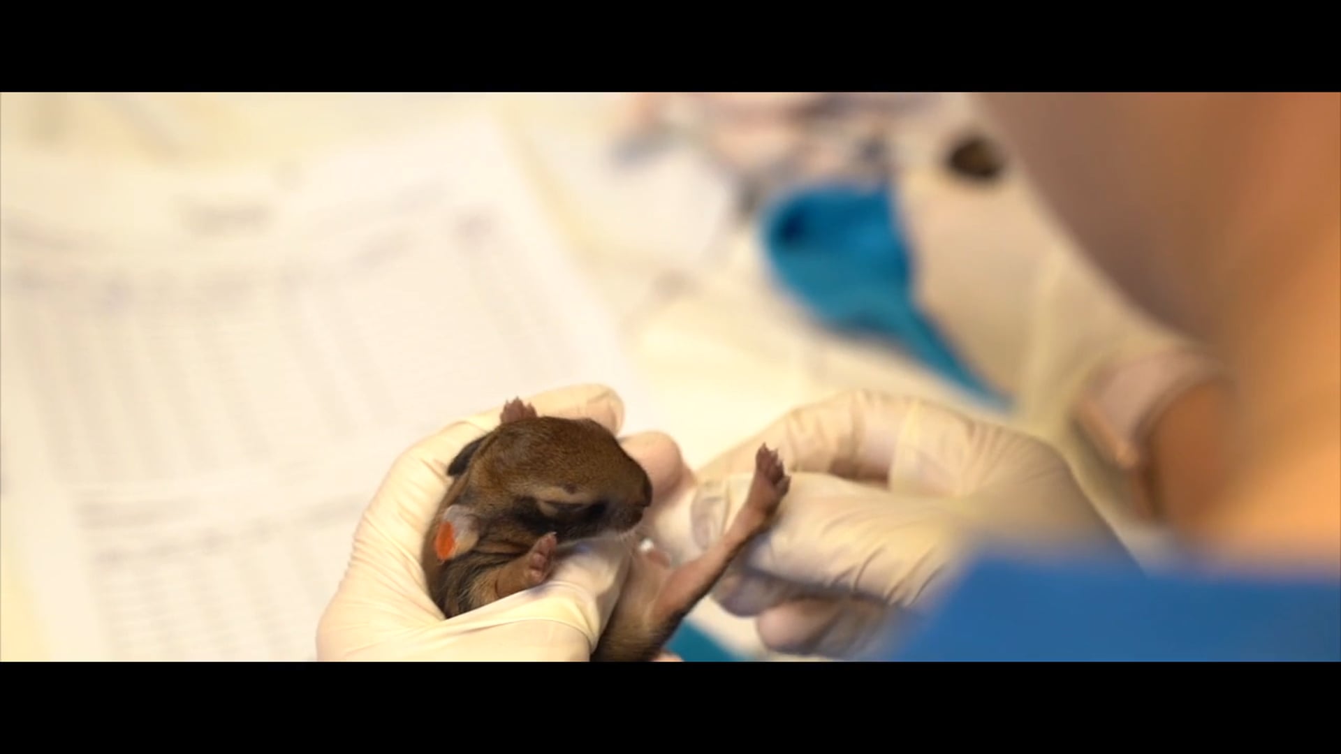 WILD ANIMAL CLINIC