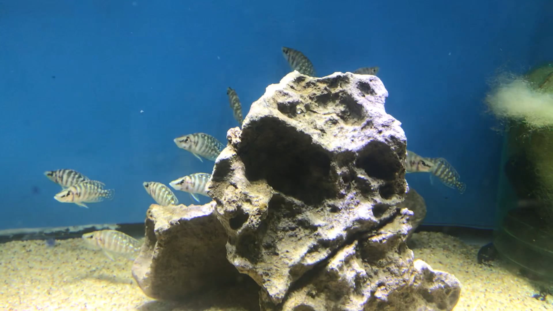 White Calvus on Vimeo