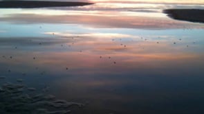Love The Earth