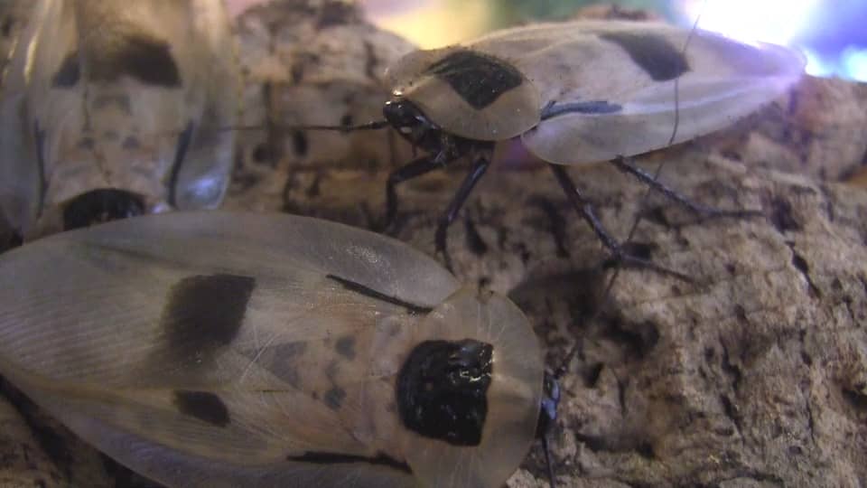 Order Blattodea Roaches on Vimeo