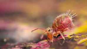 Order Collembola: Springtails