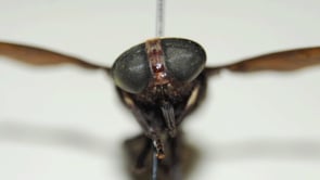 Order Diptera: True Flies