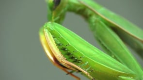 Order Mantodea: Mantids