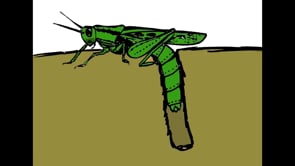 Order Orthoptera: Grasshoppers, Katydids & Crickets