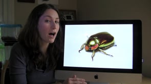 Order Coleoptera: Beetles