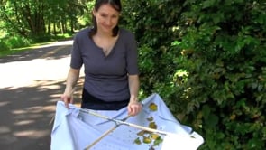 DIY Insect Collecting