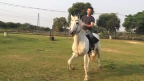 Habilidade - Cavalo e Carroça