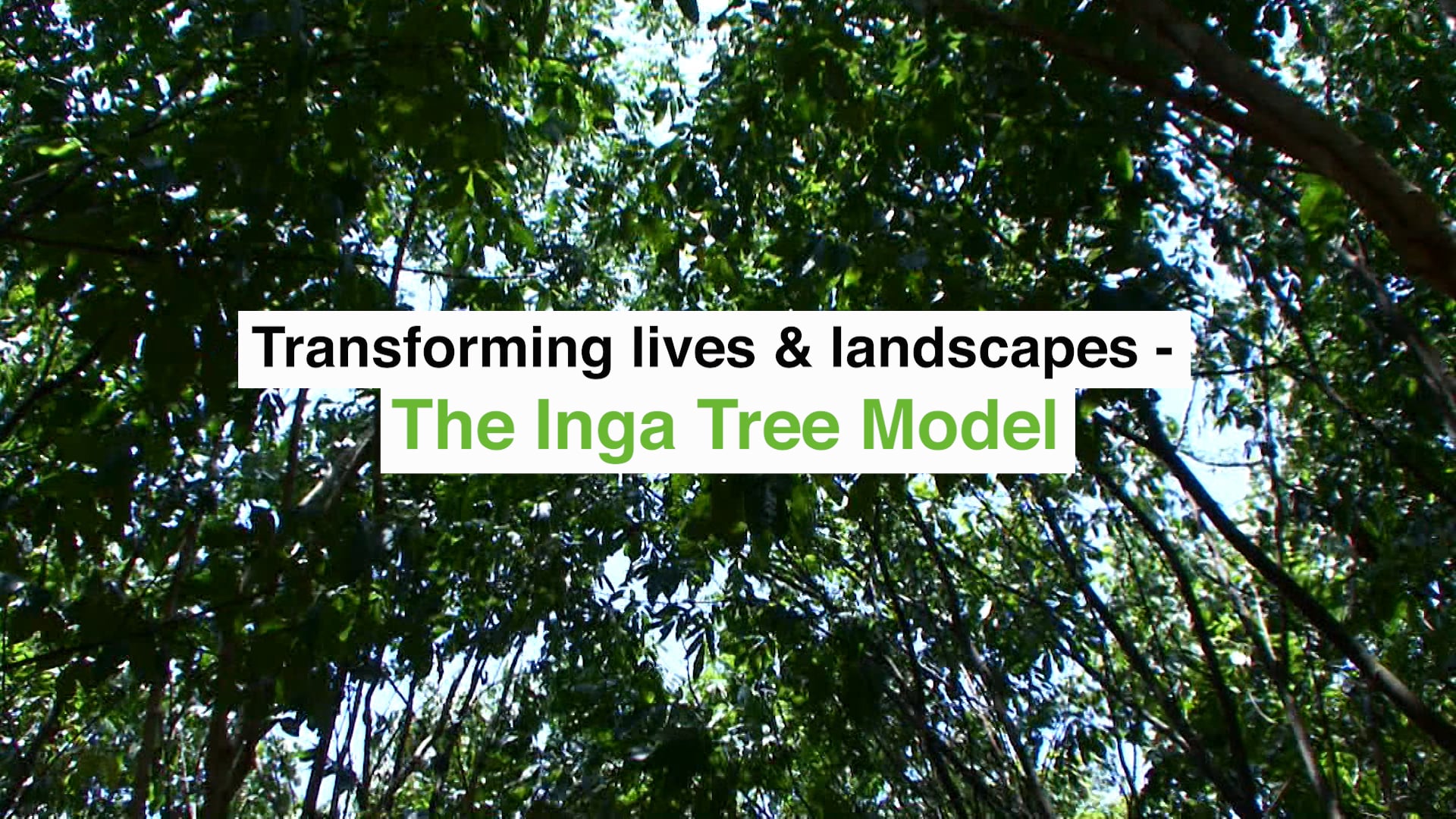The Inga Tree Solution