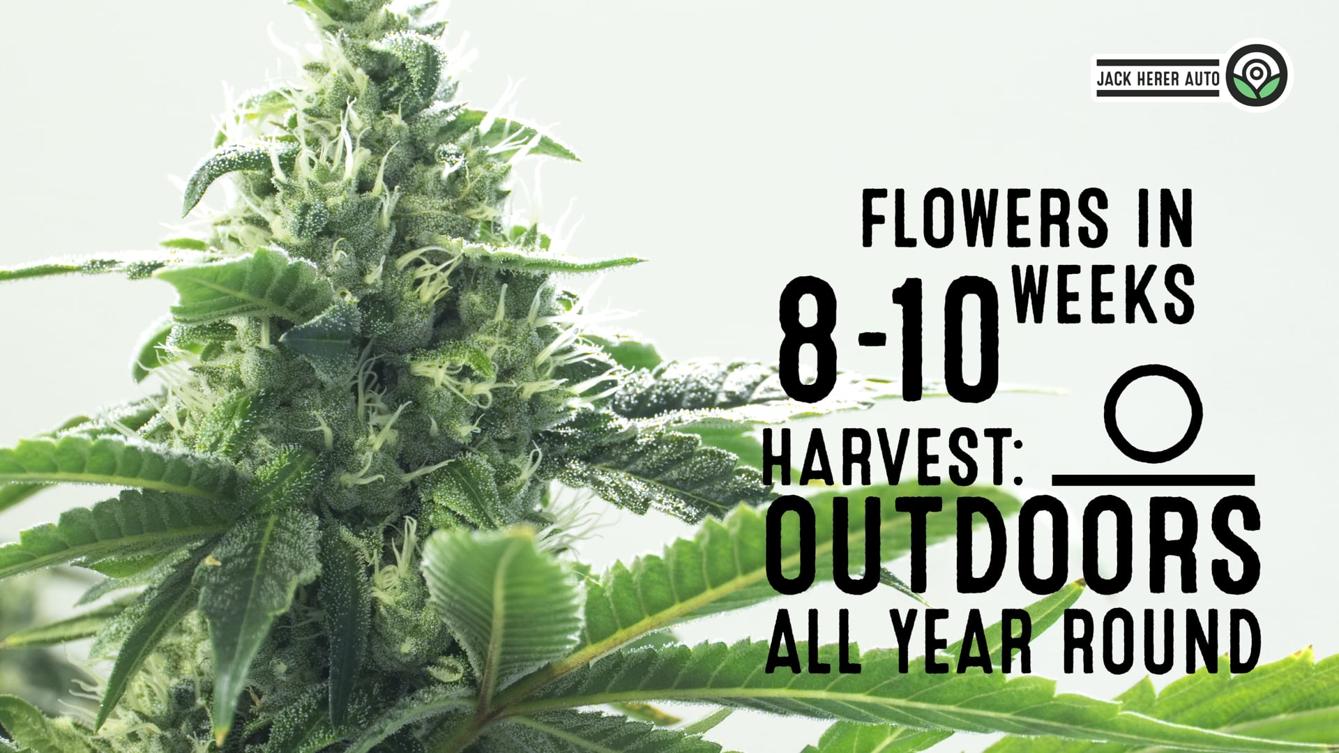 Jack Herer Autoflower Cannabis Seeds