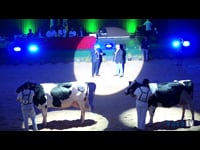 Gran campeonato de vacas