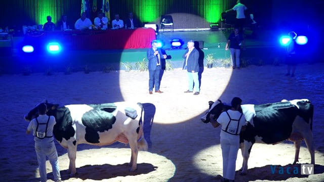 Gran campeonato de vacas