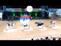 Gran final de terneras y novillas