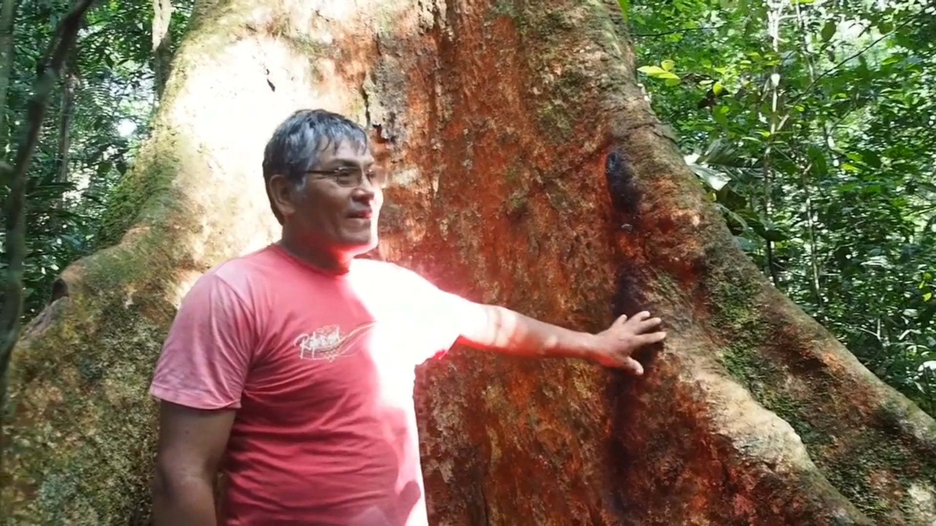 Our Neighbor Don Alberto and His Shihuahuaco Trees