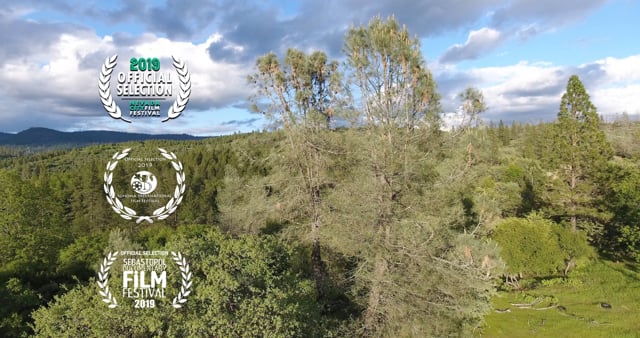 A Californian Original: The Gray Pine Story