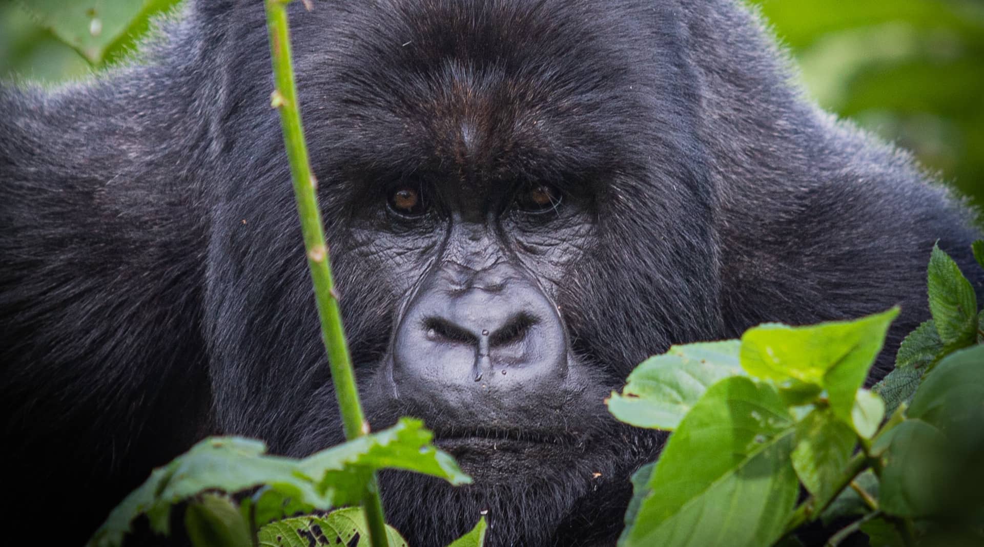 Encounter Deadly Beasts Congo on Vimeo